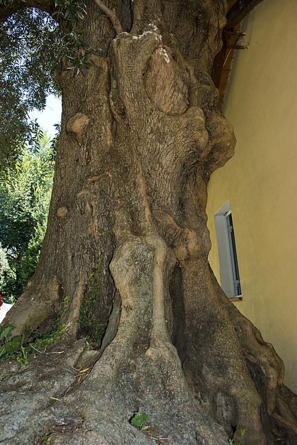 Agriturismo Argentea Villa Arenzano Exterior foto